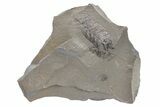 Pennsylvanian Fossil Fern (Neuropteris) Plate - Kentucky #224635-1